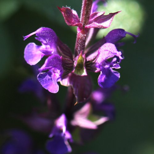 Hain-Salbei / Salvia sylvestris