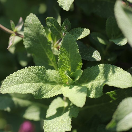 Hain-Salbei / Salvia sylvestris