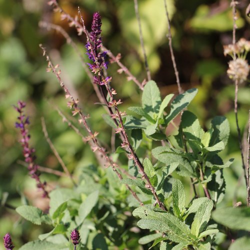 Hain-Salbei / Salvia sylvestris