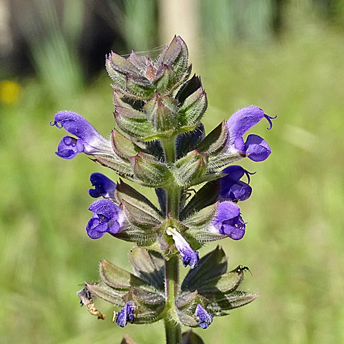 Eisenkraut-Salbei / Salvia verbenaca