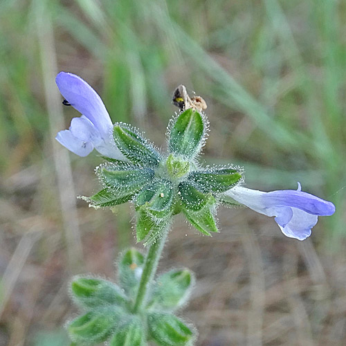 Eisenkraut-Salbei / Salvia verbenaca