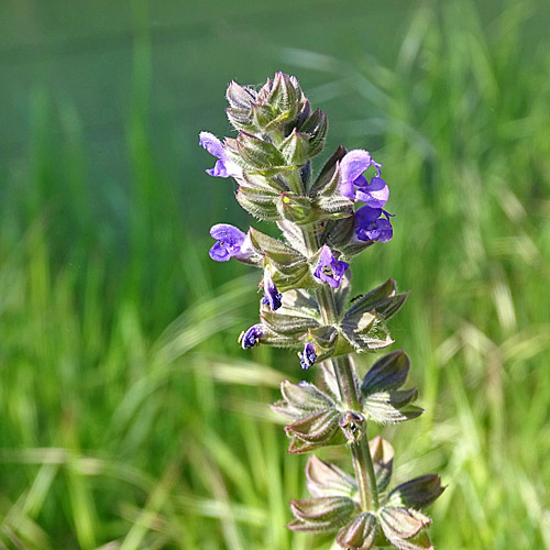 Eisenkraut-Salbei / Salvia verbenaca