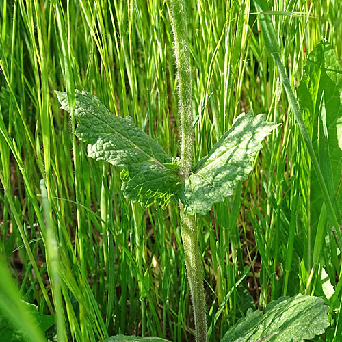 Eisenkraut-Salbei / Salvia verbenaca