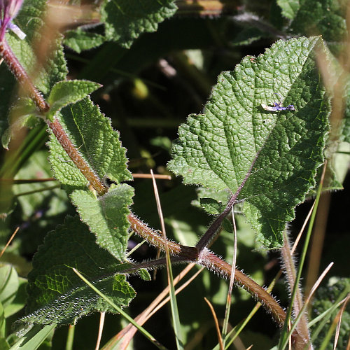 Quirlige Salbei / Salvia verticillata