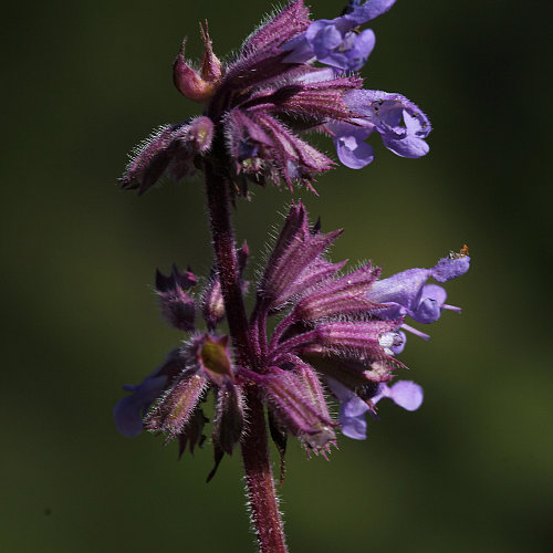 Quirlige Salbei / Salvia verticillata