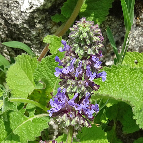 Quirlige Salbei / Salvia verticillata