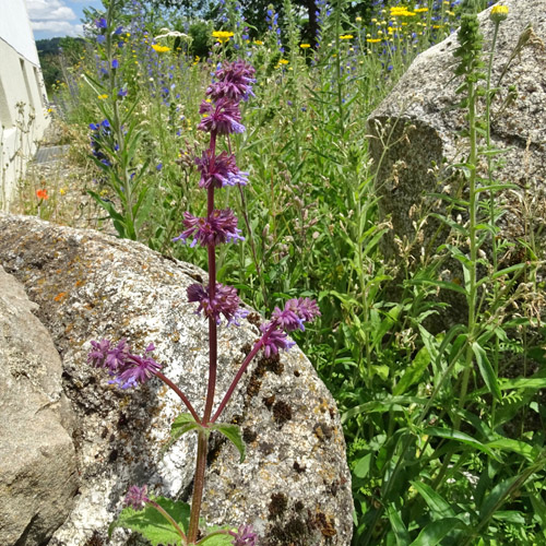 Quirlige Salbei / Salvia verticillata