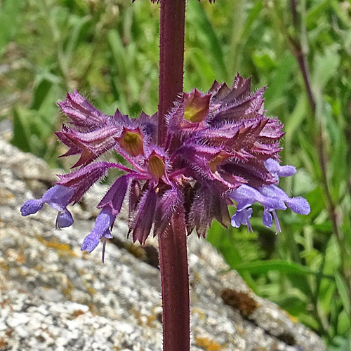 Quirlige Salbei / Salvia verticillata