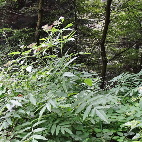 Zwerg-Holunder / Sambucus ebulus