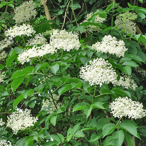 Schwarzer Holunder / Sambucus nigra