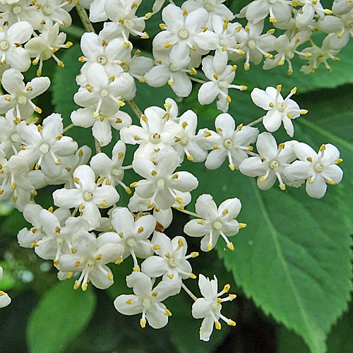 Schwarzer Holunder / Sambucus nigra