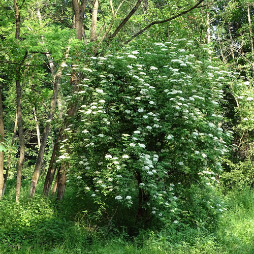 Schwarzer Holunder / Sambucus nigra