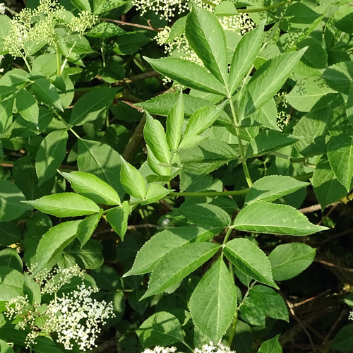 Schwarzer Holunder / Sambucus nigra