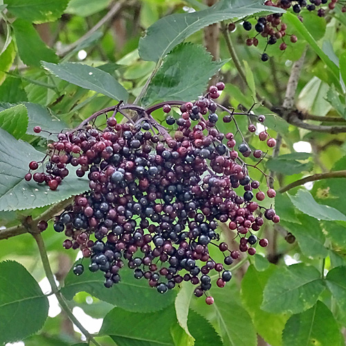 Schwarzer Holunder / Sambucus nigra