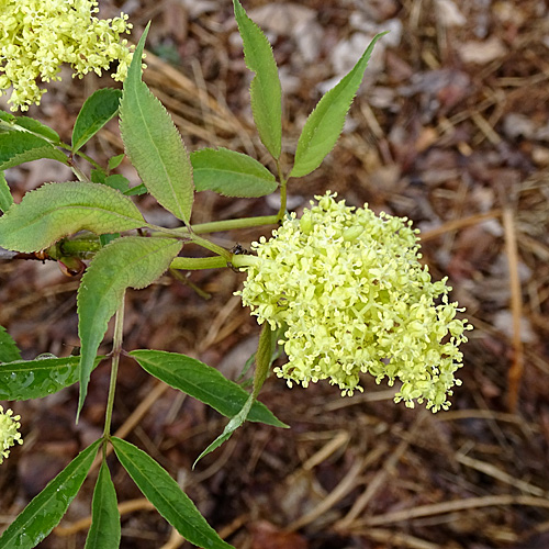 Roter Holunder / Sambucus racemosa