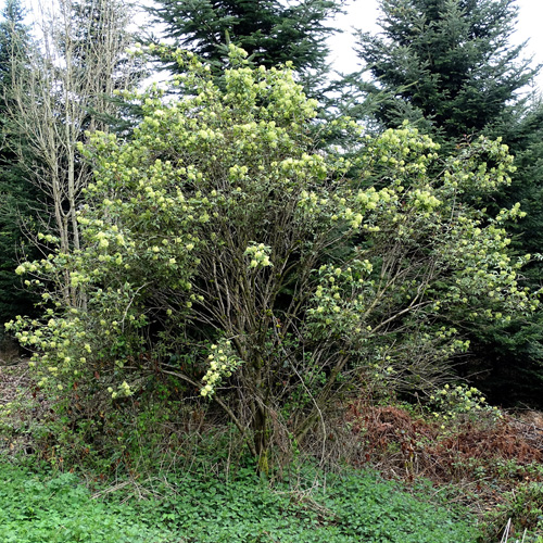 Roter Holunder / Sambucus racemosa