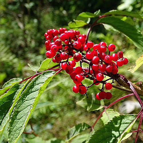 Roter Holunder / Sambucus racemosa