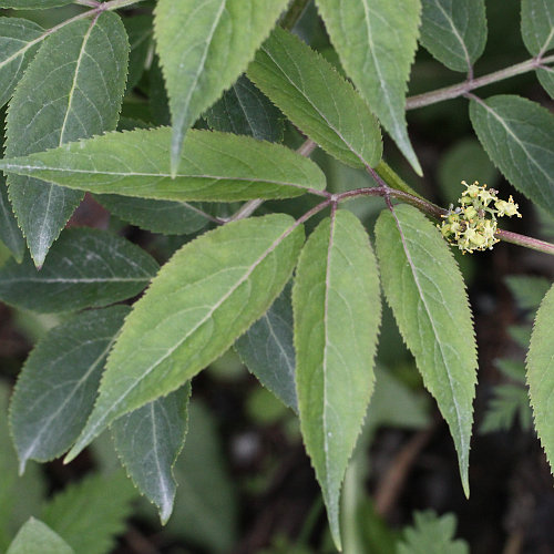 Roter Holunder / Sambucus racemosa