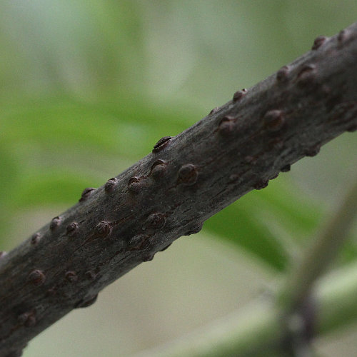 Roter Holunder / Sambucus racemosa