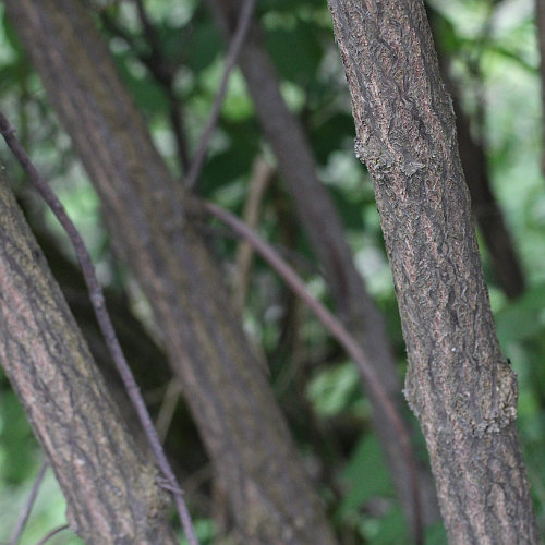 Roter Holunder / Sambucus racemosa