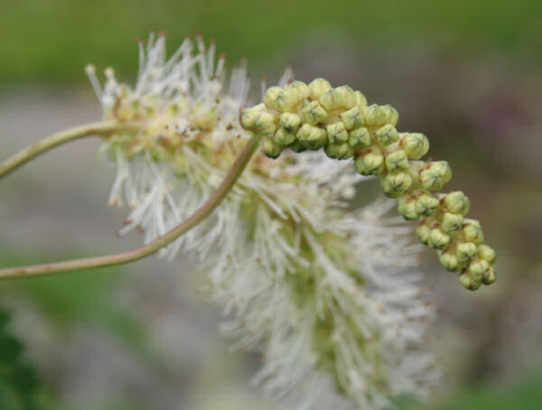 Bergamasker Wiesenknopf / Sanguisorba dodecandra