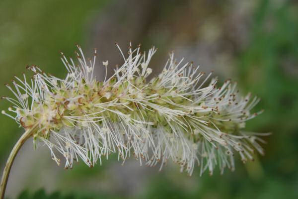 Bergamasker Wiesenknopf / Sanguisorba dodecandra