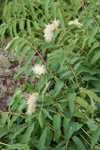 Bergamasker Wiesenknopf / Sanguisorba dodecandra