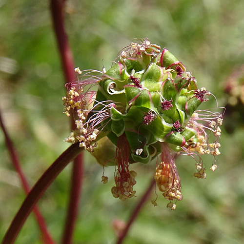 Kleiner Wiesenknopf / Sanguisorba minor