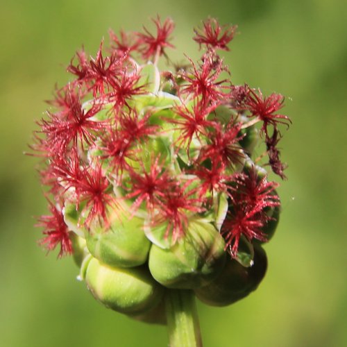 Kleiner Wiesenknopf / Sanguisorba minor