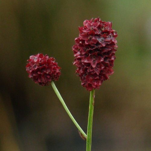 Grosser Wiesenknopf / Sanguisorba officinalis