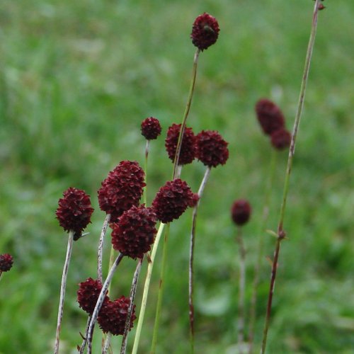 Grosser Wiesenknopf / Sanguisorba officinalis