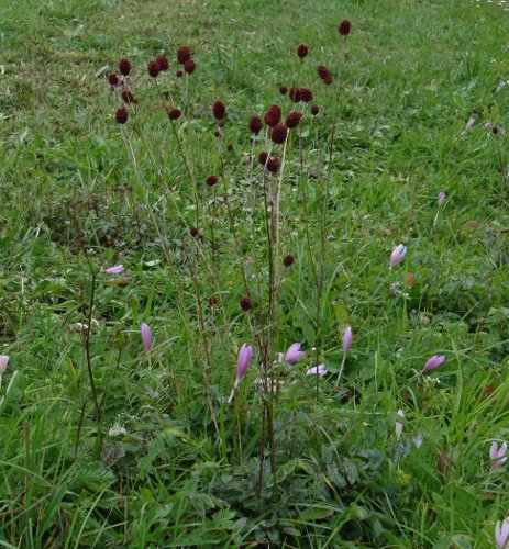 Grosser Wiesenknopf / Sanguisorba officinalis