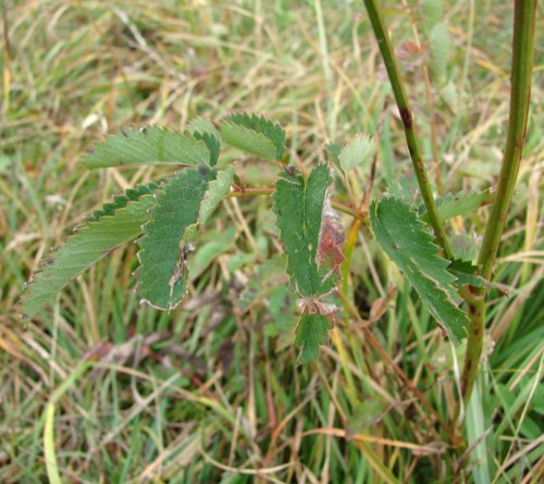 Grosser Wiesenknopf / Sanguisorba officinalis