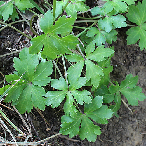 Sanikel / Sanicula europaea