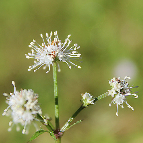 Sanikel / Sanicula europaea