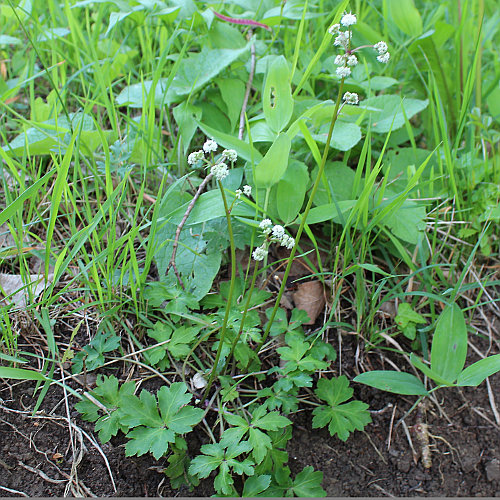 Sanikel / Sanicula europaea