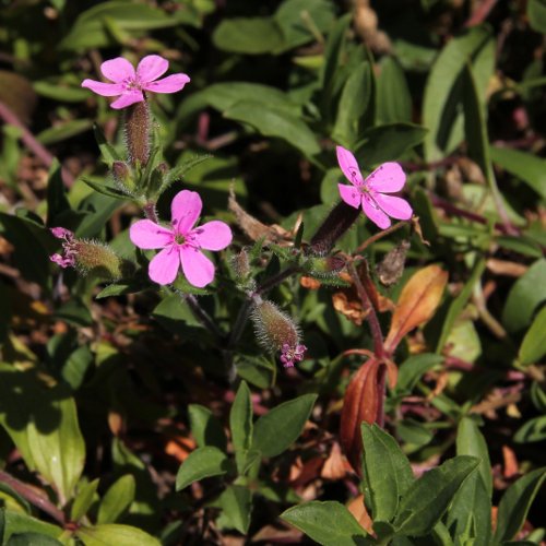 Rotes Seifenkraut / Saponaria ocymoides