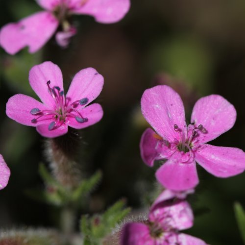 Rotes Seifenkraut / Saponaria ocymoides