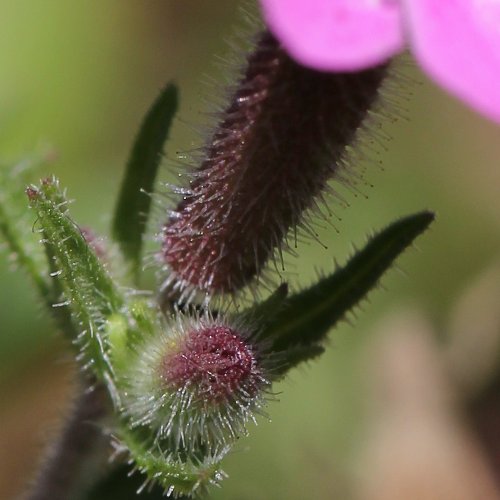 Rotes Seifenkraut / Saponaria ocymoides