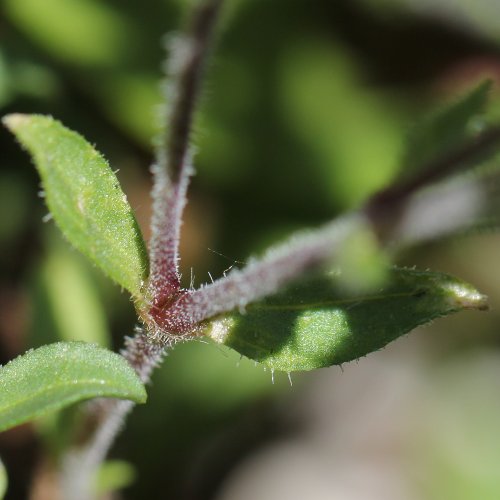 Rotes Seifenkraut / Saponaria ocymoides