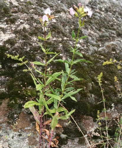 Echtes Seifenkraut / Saponaria officinalis