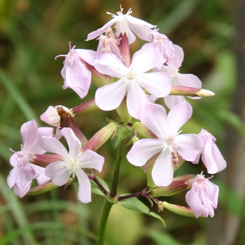 Echtes Seifenkraut / Saponaria officinalis