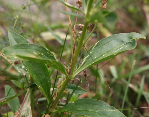 Echtes Seifenkraut / Saponaria officinalis