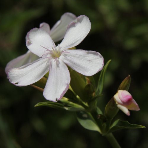 Echtes Seifenkraut / Saponaria officinalis