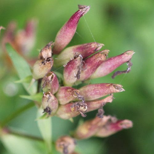 Echtes Seifenkraut / Saponaria officinalis