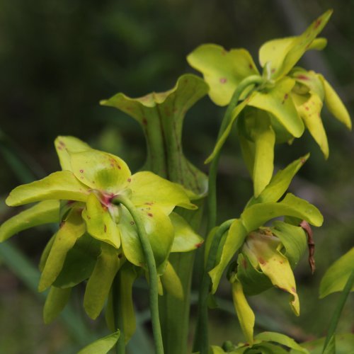 Krugpflanze / Sarracenia purpurea