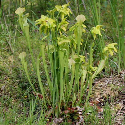 Krugpflanze / Sarracenia purpurea