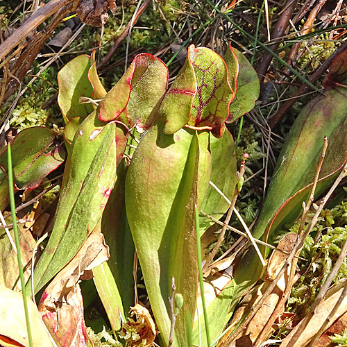 Krugpflanze / Sarracenia purpurea