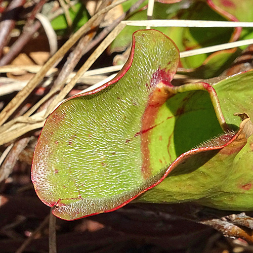 Krugpflanze / Sarracenia purpurea