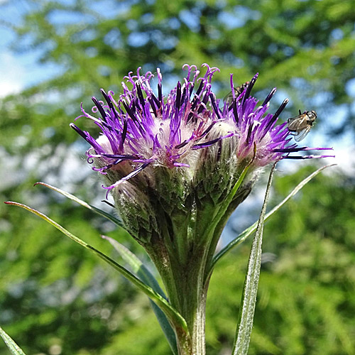 Gewöhnliche Alpenscharte / Saussurea alpina